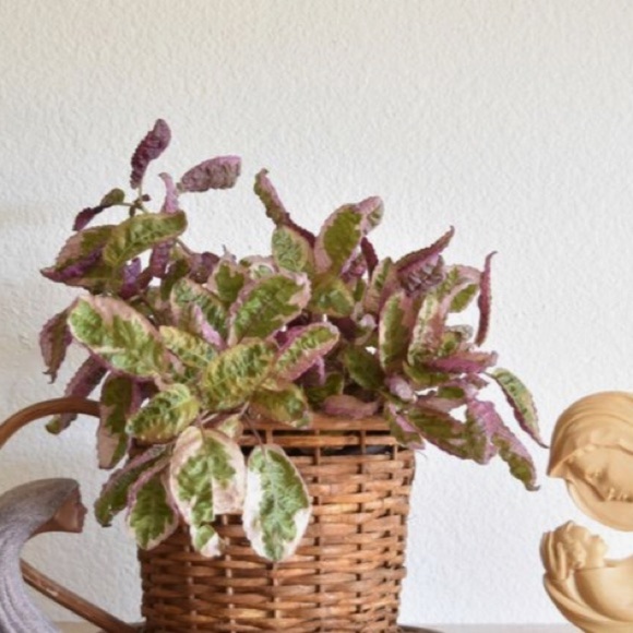 *Vintage* Boho Wicker Teacup Planter Cottagecore - Picture 7 of 9